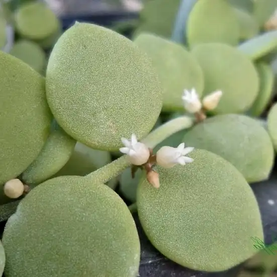 Зображення листя та квіти