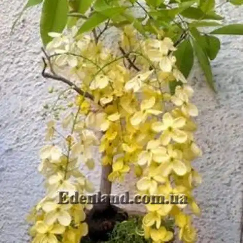 Зображення Касія трубчаста - Cassia fistula 