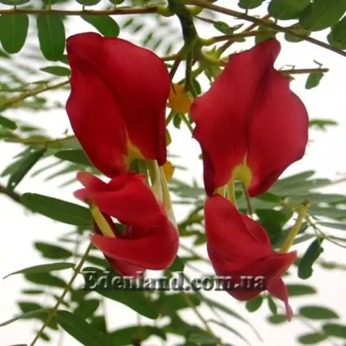 Изображение Сесбания крупноцветковая - Sesbania grandiflora