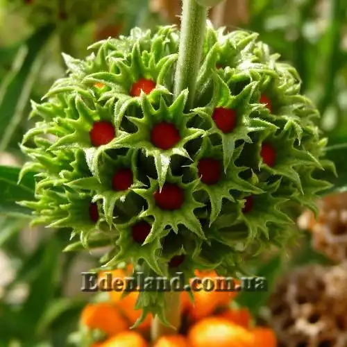 Зображення початок цвітіння