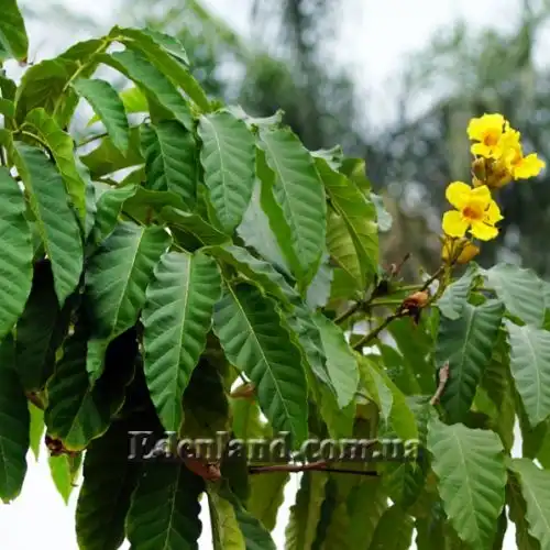 Зображення Маркамія жовта - Markhamia Lutea