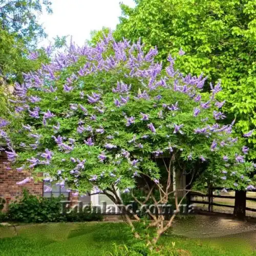 Изображение Витекс священный  - Vitex agnus - castus