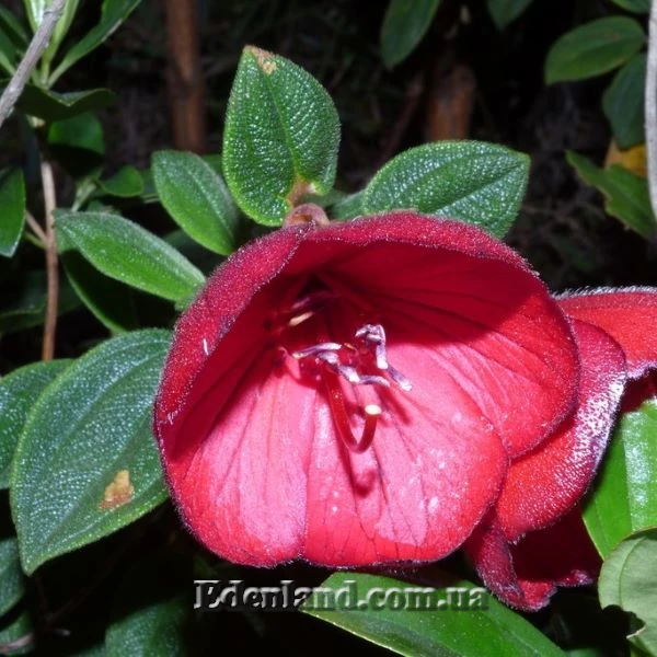 Зображення Тібухіна гросса - Tibouchina grossa