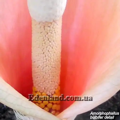 Зображення зав'язь насіння