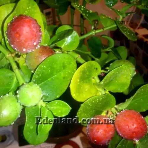 Изображение созревают плоды