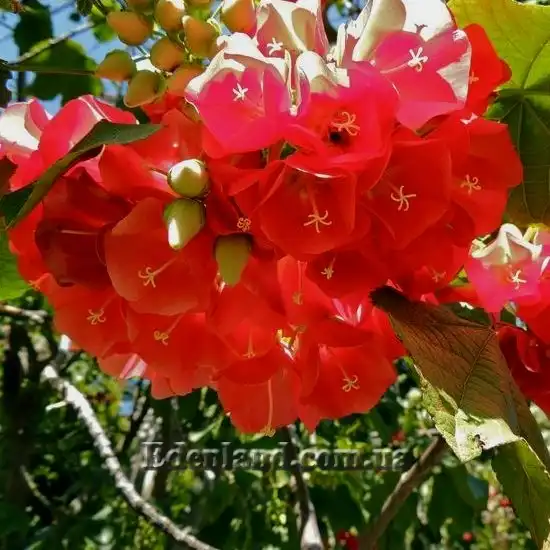 Зображення Домбея верхівкова - Dombeya cacuminum