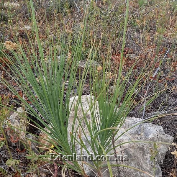 Изображение растения в саду
