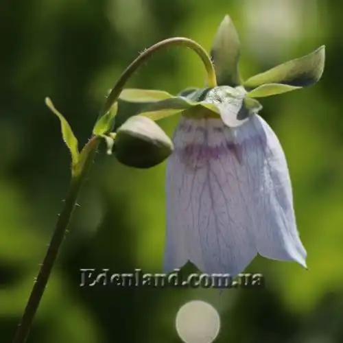 Изображение Кодонопсис клематисовидный - Codonopsis clematidea