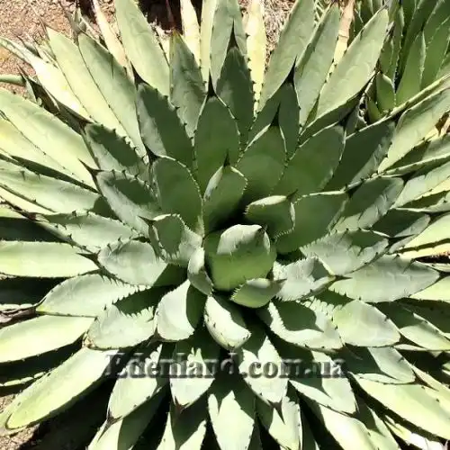 Изображение Агава крупноколючковая - Agave macroacantha