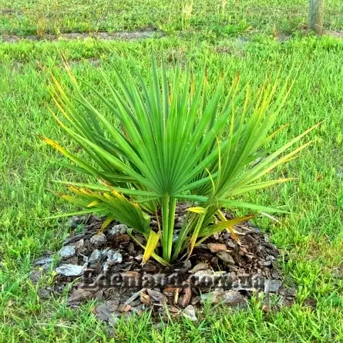 Зображення молода пальма