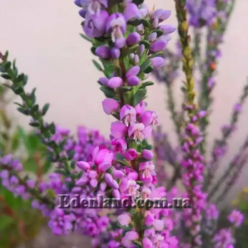 Изображение Муралтия колючая  - Muraltia spinosa