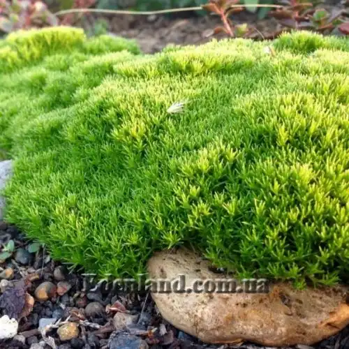 Изображение Склерантус двуцветковый - Scleranthus biflorus