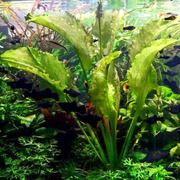 Оттелія частухоподібна - Ottelia alismoides 