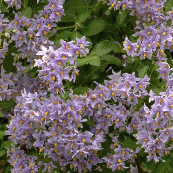 Зображення Пасльон кучерявий - Solanum crispum