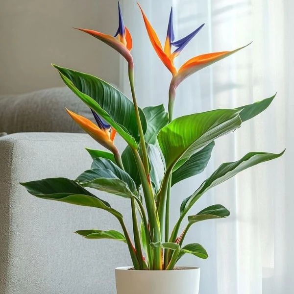 Стреліція королівська карликова - Strelitzia reginae 'Dwarf'