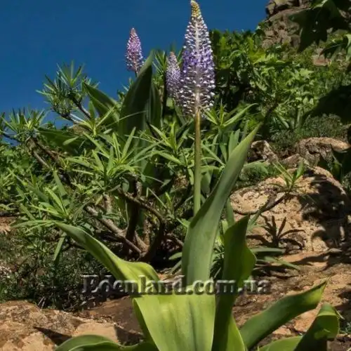Изображение Сцилла широколистная - Scilla latifolia