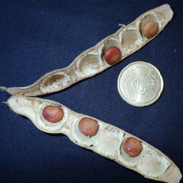 Изображение Пахиризус вырезной   - Pachyrhizus erosus 