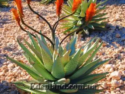 Весна 2020! Новое поступление семян экзотических растений!