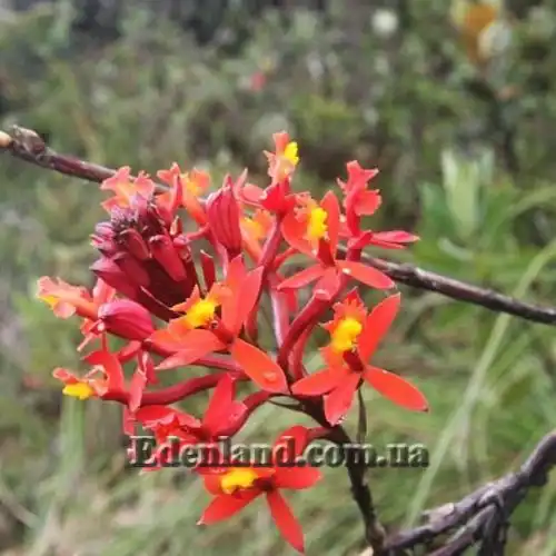 Изображение Эпидендрум однобокий  - Epidendrum secundum 