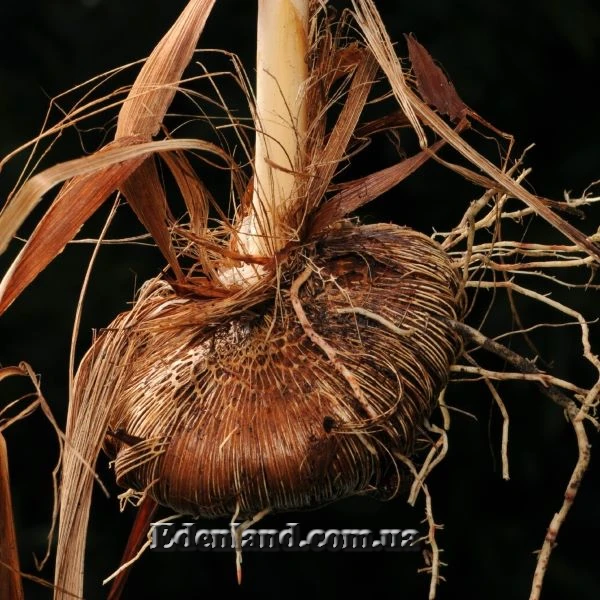 Изображение клубнелуковица