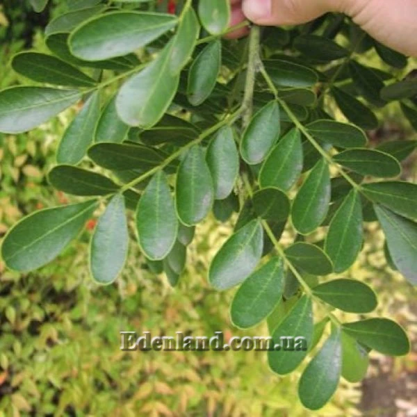 Зображення листя