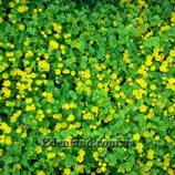 Изображение Лизимахия монетчатая - Lysimachia nummularia