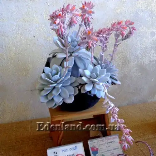 Изображение Эчеверия (Эхеверия) Лау - Echeveria laui