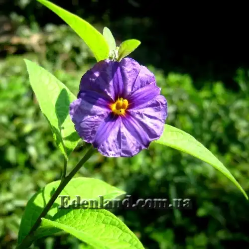 Зображення квітка