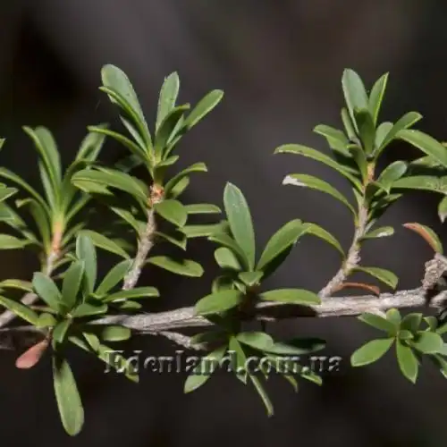 Изображение Кунцея вересковая - Kunzea ericoides