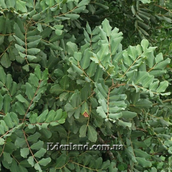 Зображення листя