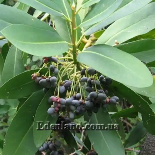 Изображение Дримис Винтера - Drimys winteri