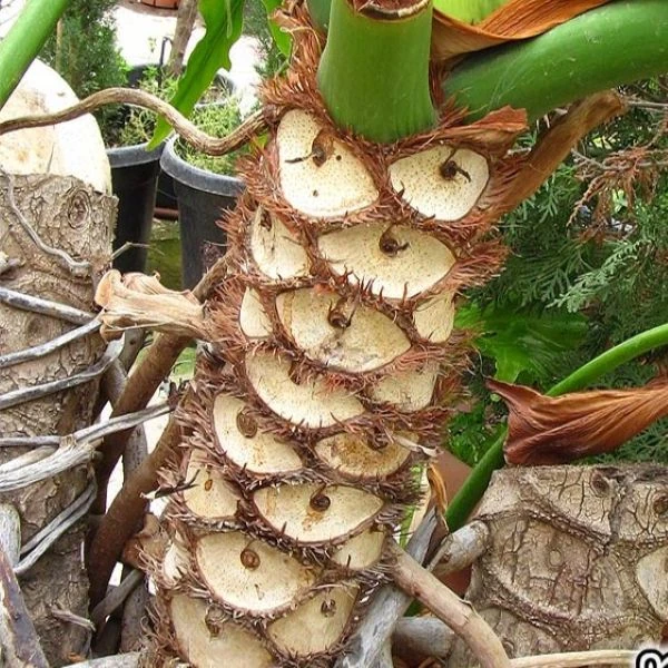 Зображення Тауматофіллум двоперисторозсічений (Філодендрон Селло) - Thaumatophyllum bipinnatifidum 