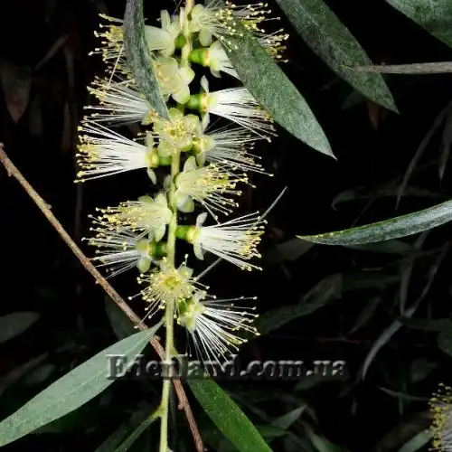 Изображение Мелалеука Лофанта - Melaleuca lophantha