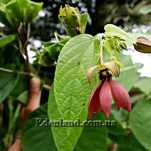 Зображення Аброма велична  - Abroma augusta