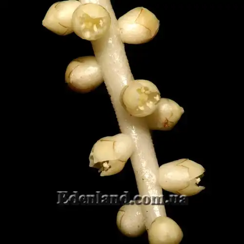 Изображение Ликуала Рамсея  - Licuala ramsayi