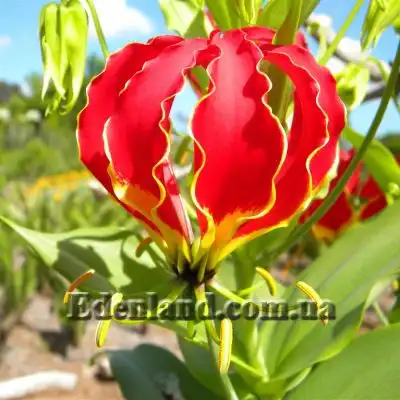 Изображение цветок