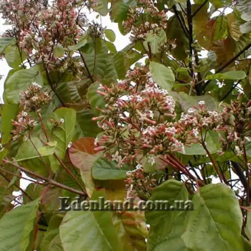 Изображение Цинхона пушистая - Cinchona pubescens