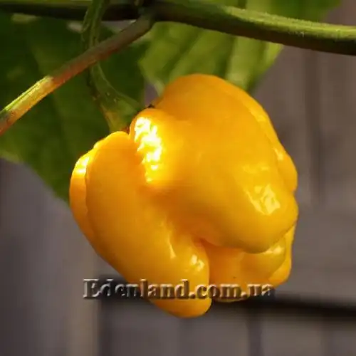 Изображение Перец Тринидад Моруга Скорпион Желтый - Capsicum Trinidad Moruga Scorpion Yellow