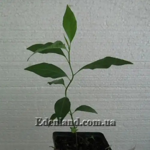 Изображение саженцы в продаже