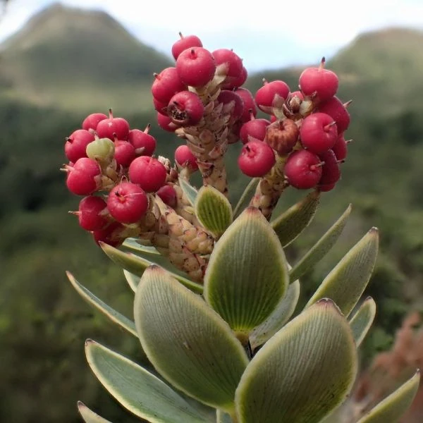 Изображение Циатопсис беловатый - Cyathopsis albicans 
