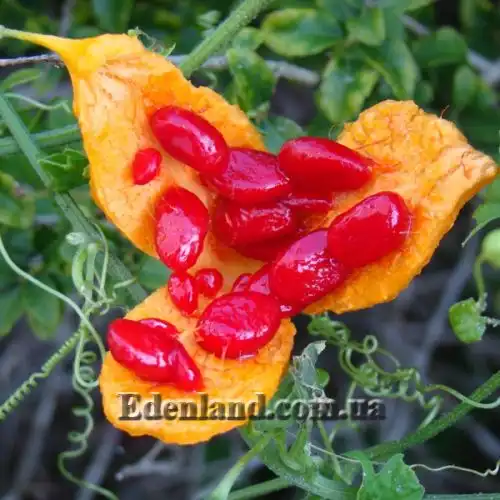 Изображение спелый плод