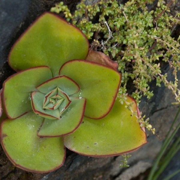 Зображення Ечеверія жорсткувата - Echeveria subrigida 