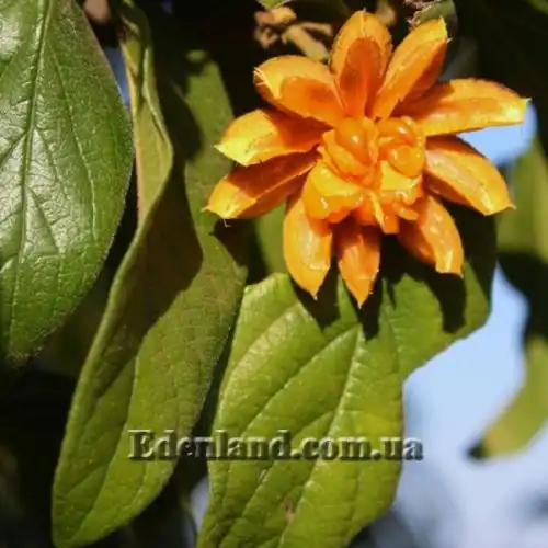 Изображение Туррея обильноцветущая - Turraea floribunda