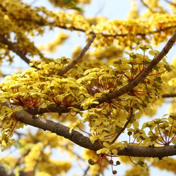 Изображение Дилления пятипестичная  - Dillenia pentagyna 