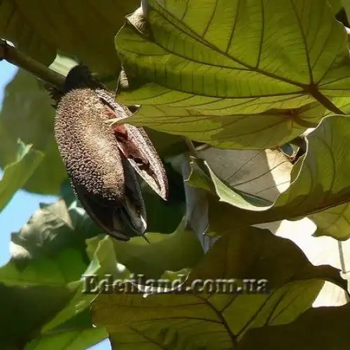 Изображение плод