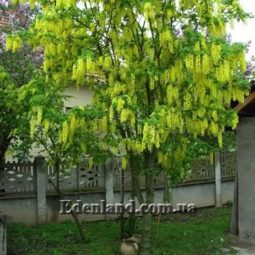 Изображение Лабурнум анагиролистный - Laburnum anagyroides