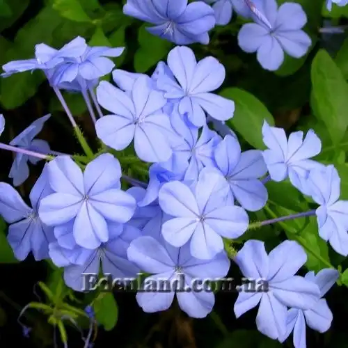 Плюмбаго ушковидное - Plumbago auriculata