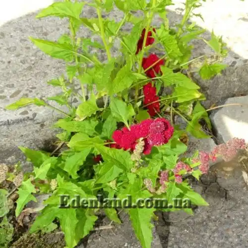 Изображение Блитум головчатый - Blitum capitatum