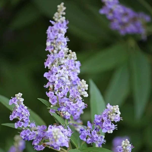 Изображение Витекс священный  - Vitex agnus - castus
