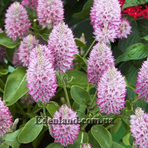 Изображение Птилотус возвышенный - Ptilotus exaltatus